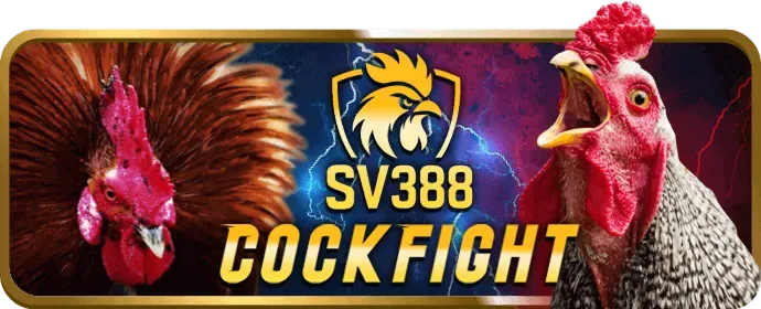 Luật chơi đá gà c54